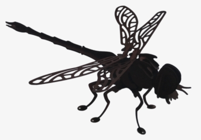 Net-winged Insects, HD Png Download, Free Download