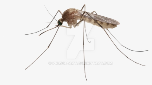 Insect On A Transparent Transparent Background - Mosquito Transparent Background, HD Png Download, Free Download
