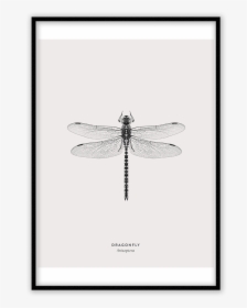 Dragonfly Silhouette Png, Transparent Png, Free Download