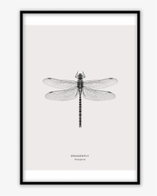 Dragonfly Silhouette Png, Transparent Png, Free Download