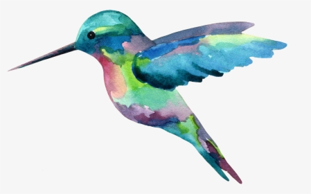 The Long Hawaiian Shirt Journey - Hummingbird Watercolor Png, Transparent Png, Free Download