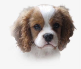 2dogsblur2 - Charles Cav Puppy Transparent, HD Png Download, Free Download