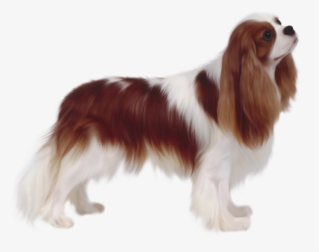 Traditional King Charles Cavalier Cut, HD Png Download, Free Download