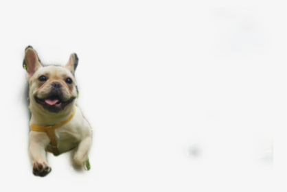 French Bulldog, HD Png Download, Free Download