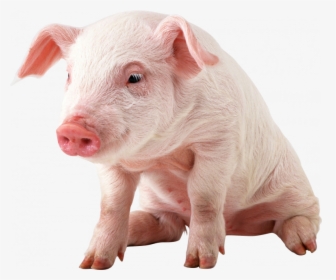 Download This High Resolution Pig Transparent Png Image - Pig Png, Png Download, Free Download