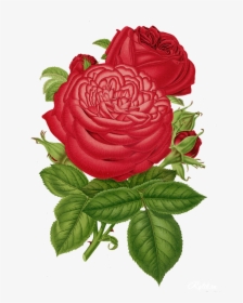 Garden Roses Cut Flowers Centifolia Roses Rosa Multiflora - Rose, HD Png Download, Free Download