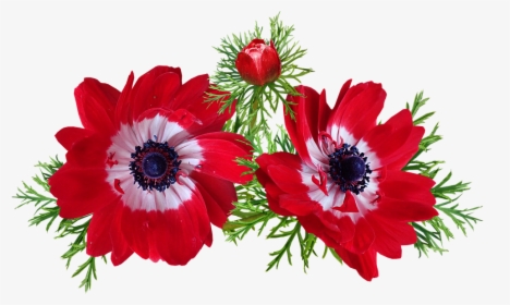 Anemone, Red, Flowers, Spring, Garden, Nature - Anemone, HD Png Download, Free Download