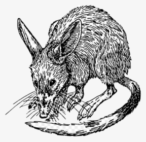 Bilby Black And White Drawing Clip Arts, HD Png Download, Free Download