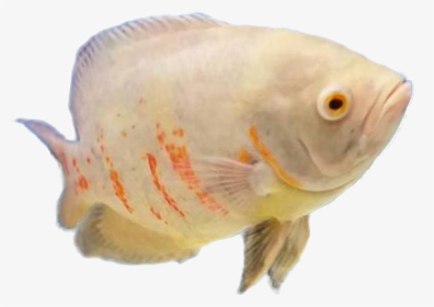 Snapper, HD Png Download, Free Download