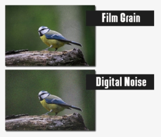 The Difference Between Digital Noise And Film Grain - Old World Flycatcher, HD Png Download, Free Download