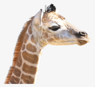 Giraffe, HD Png Download, Free Download