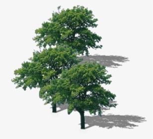 Transparent Tree Top Png - Top View Tree Png, Png Download, Free Download