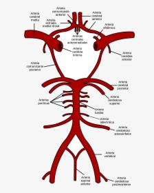 Circle Of Willis, HD Png Download, Free Download