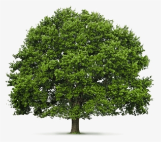 Tree With White Background, HD Png Download, Free Download