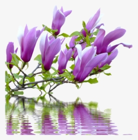 Spring, Magnolia, Branches, Nature, Pink - Spring Branches Png, Transparent Png, Free Download