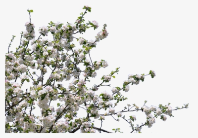 Tree, Flowers, Cherry, Apple, Isolated, Png - Transparent Flower Tree Png, Png Download, Free Download