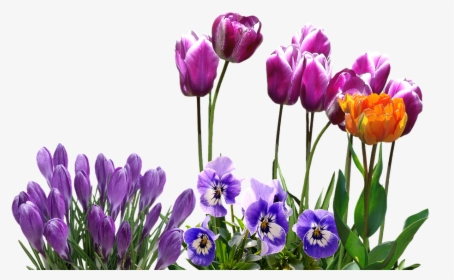 Spring, Tulips, Crocus, Pansy, Easter, Spring Flower - Portable Network Graphics, HD Png Download, Free Download