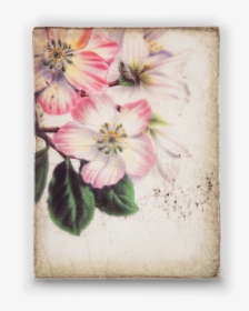 Rosa Arkansana, HD Png Download, Free Download