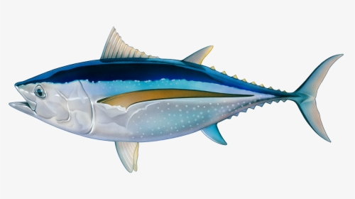 Transparent Cooked Fish Png - Tuna Fish Png, Png Download, Free Download