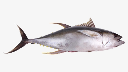 Transparent Cooked Fish Png - Tuna Png, Png Download, Free Download