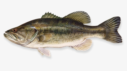 Fish Png - Largemouth Bass, Transparent Png, Free Download