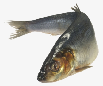 Transparent Fish Market Clipart - Fish Png, Png Download, Free Download