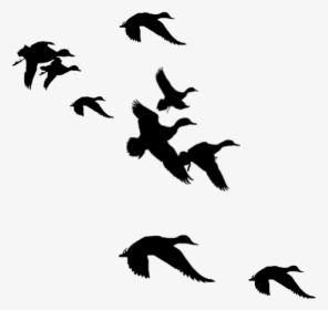 Flying Duck Silhouette - Ducks Flying Silhouette Png, Transparent Png, Free Download