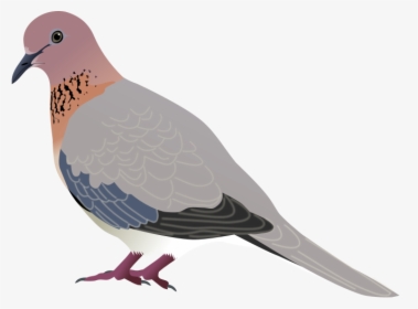 Vector Doves Mourning Dove - Diagram Of Laughing Dove, HD Png Download, Free Download