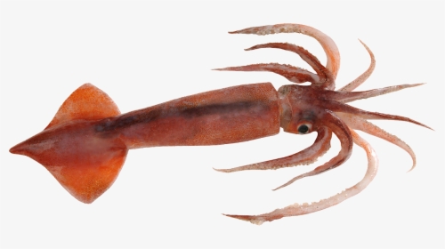 Squid Png - Squid Transparent Background, Png Download, Free Download