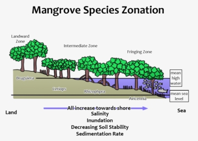 Horizontal Zonation Of Mangroves, HD Png Download, Free Download