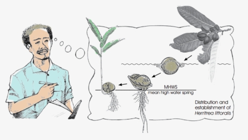 Mangrove Png, Transparent Png, Free Download