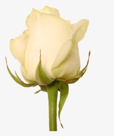 Com Invernaderos Garcia Created By Based On Clothing - Hybrid Tea Rose, HD Png Download, Free Download