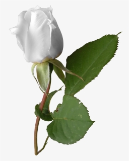 Rosa Blanca - Бяла Роза Пнг, HD Png Download, Free Download