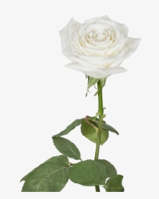 Rose, HD Png Download, Free Download