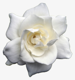 Gardenia Flowers Png Photo Background - Scentsy Flower Child, Transparent Png, Free Download