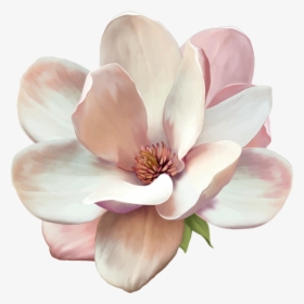 Gardenia Flowers Png Free Pic - Magnolia Flower Png, Transparent Png, Free Download