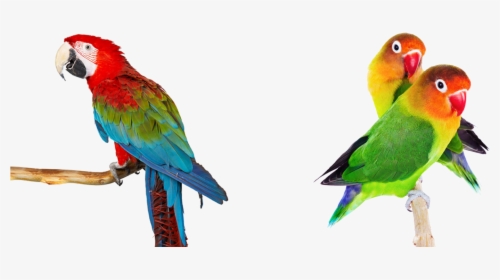 Papa's Parrot, HD Png Download, Free Download