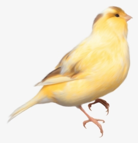 Yellow Bird Transparent Background, HD Png Download, Free Download