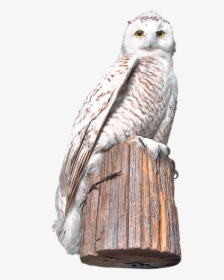 Eastern Screech Owl, HD Png Download, Free Download