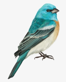 Birdlover Quotes, HD Png Download, Free Download