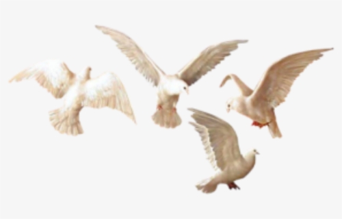 #birds #pigeons #pajaros #palomas #art #arte #painting - Flock, HD Png Download, Free Download