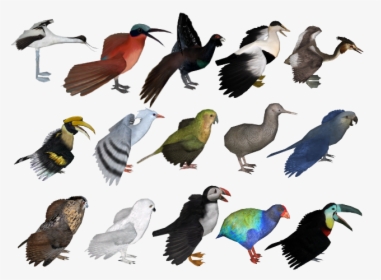 Aves Icon - Flock, HD Png Download, Free Download