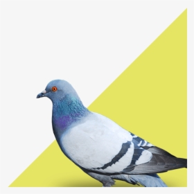 Bird Pest Control - Birds Work For The Bourgeoisie Meme, HD Png Download, Free Download