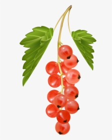 Red Currant Clipart, HD Png Download, Free Download