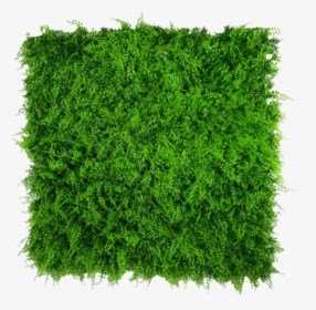 Ivy Wall Png, Transparent Png, Free Download