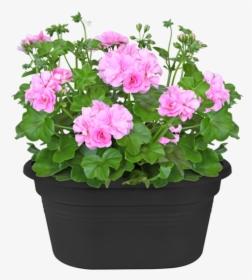 Géranium Lierre En Pot, HD Png Download, Free Download