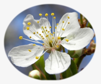 Blossom Of Mirabelle Plum - Mirabela Flor, HD Png Download, Free Download