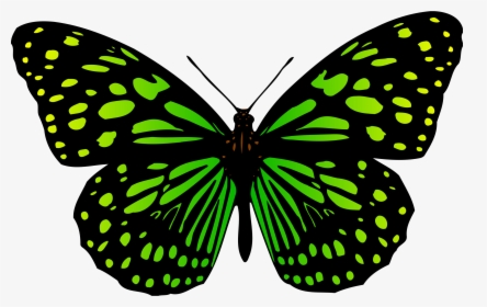 Transparent Butterfly Png Clipart - Butterfly, Png Download, Free Download