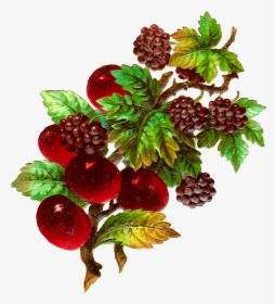 Grape Clipart Plum Fruit - Vintage Blackberry Fruit Drawing, HD Png Download, Free Download