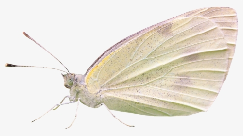Transparent Butterfly Net Png - Cabbage Butterfly, Png Download, Free Download
